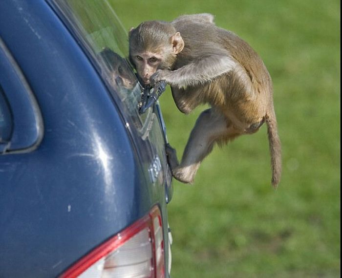 Monkeys Ruined a Car (13 pics)