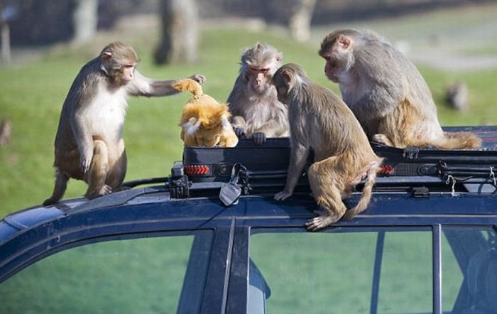 Monkeys Ruined a Car (13 pics)