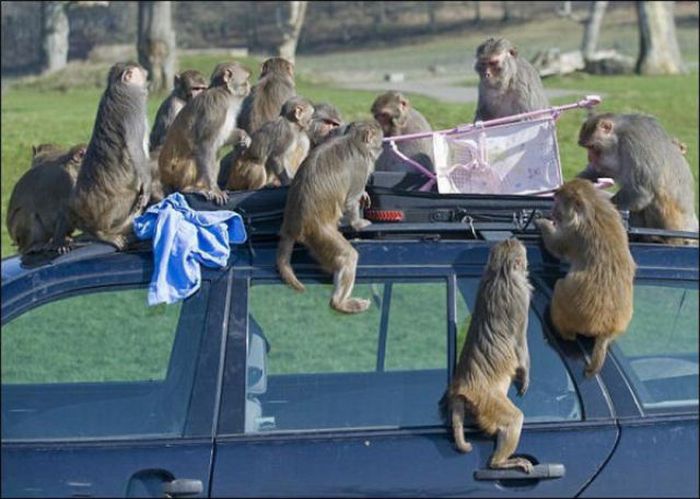Monkeys Ruined a Car (13 pics)