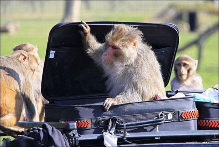 Monkeys Ruined a Car (13 pics)