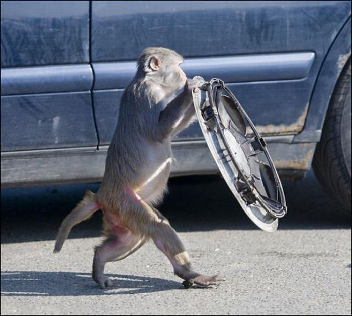 Monkeys Ruined a Car (13 pics)
