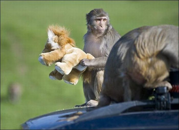 Monkeys Ruined a Car (13 pics)