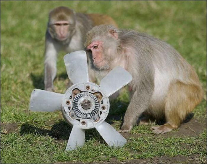 Monkeys Ruined a Car (13 pics)