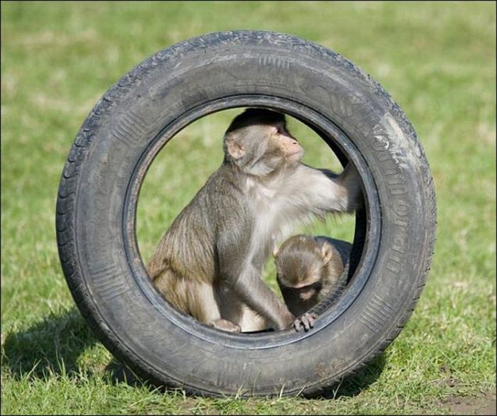 Monkeys Ruined a Car (13 pics)
