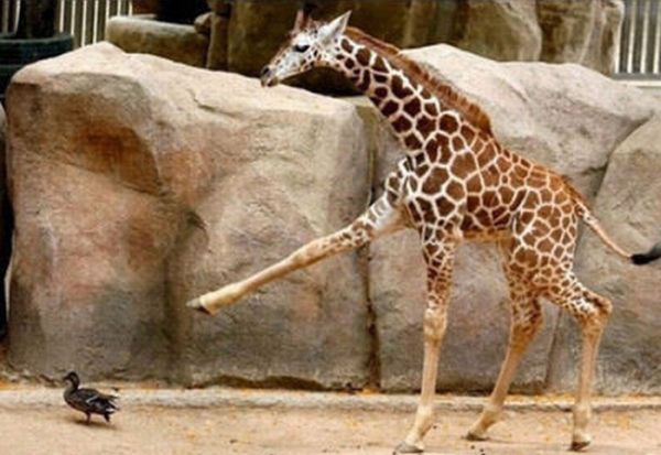 Giraffes Kicking Ass (8 pics)