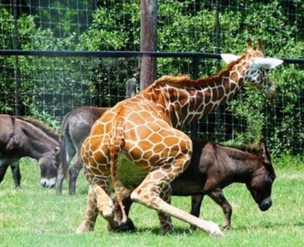 Giraffes Kicking Ass (8 pics)