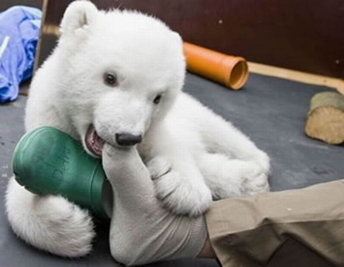 The Life and Death of Knut the Polar Bear (32 pics + video)