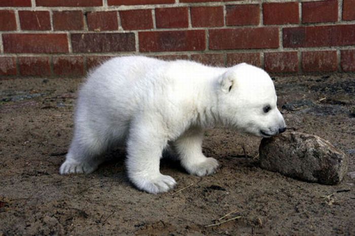 The Life and Death of Knut the Polar Bear (32 pics + video)