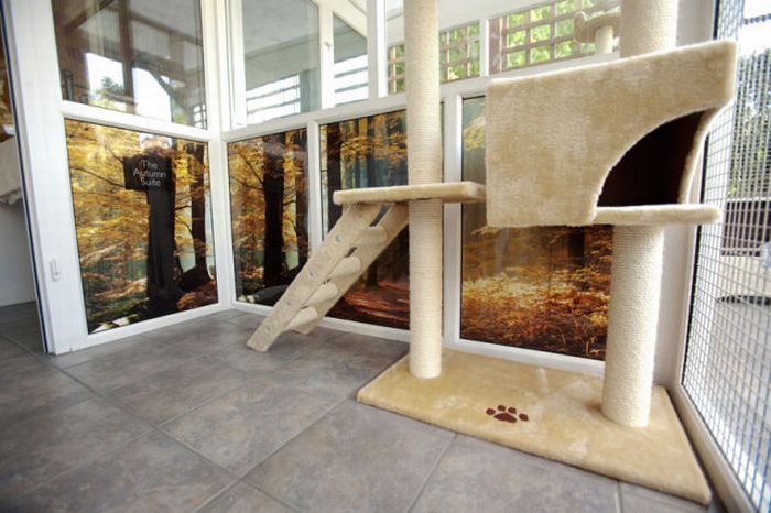 Luxury Hotel for Cats (29 pics)