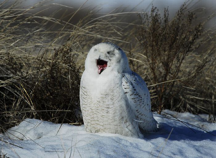 Laughing Owls (35 pics)