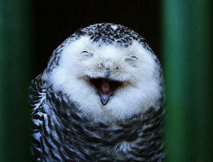 Laughing Owls (35 pics)