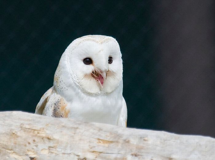 Laughing Owls (35 pics)