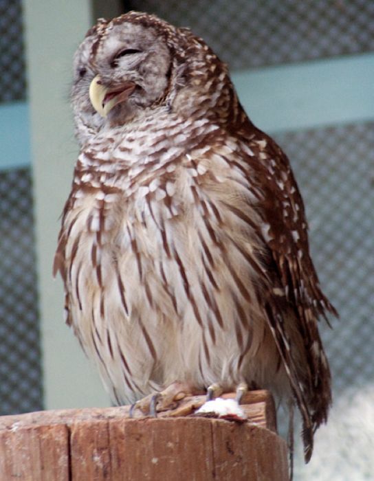 Laughing Owls (35 pics)