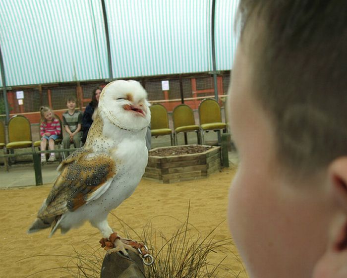 Laughing Owls (35 pics)