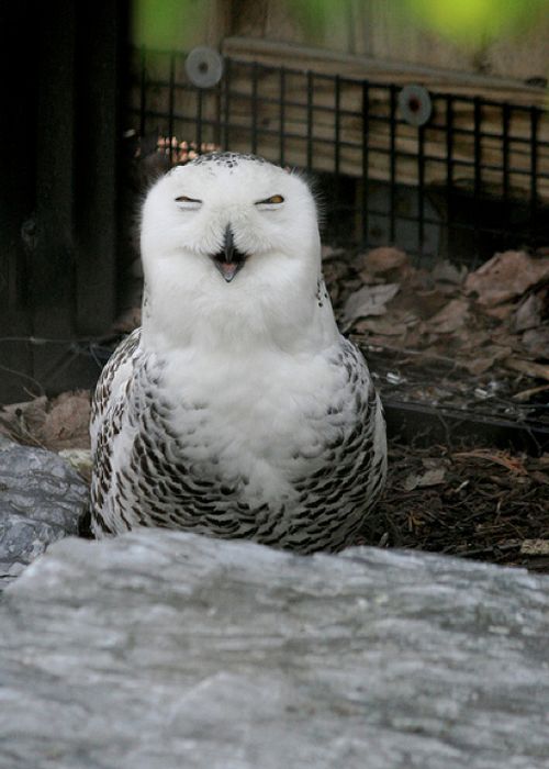 Laughing Owls (35 pics)