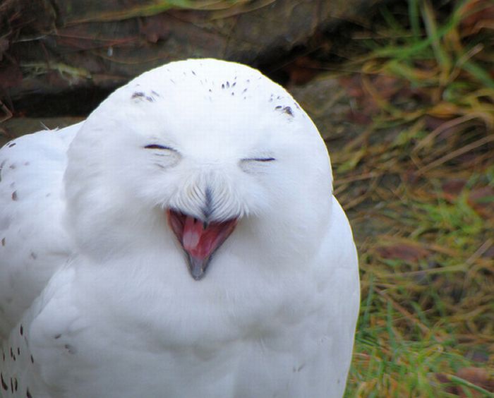 Laughing Owls (35 pics)