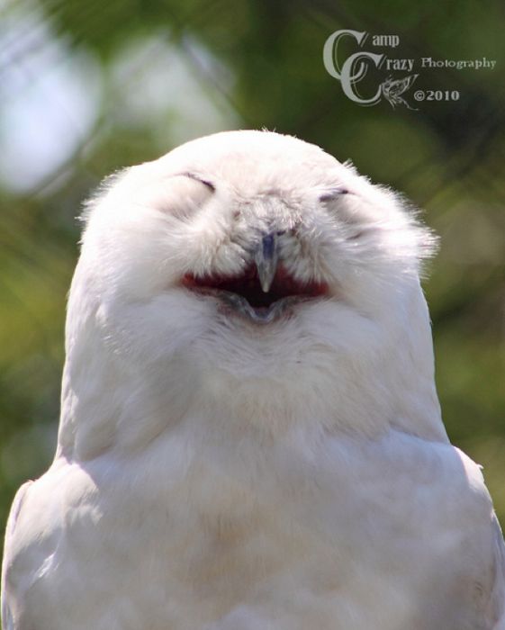 Laughing Owls (35 pics)