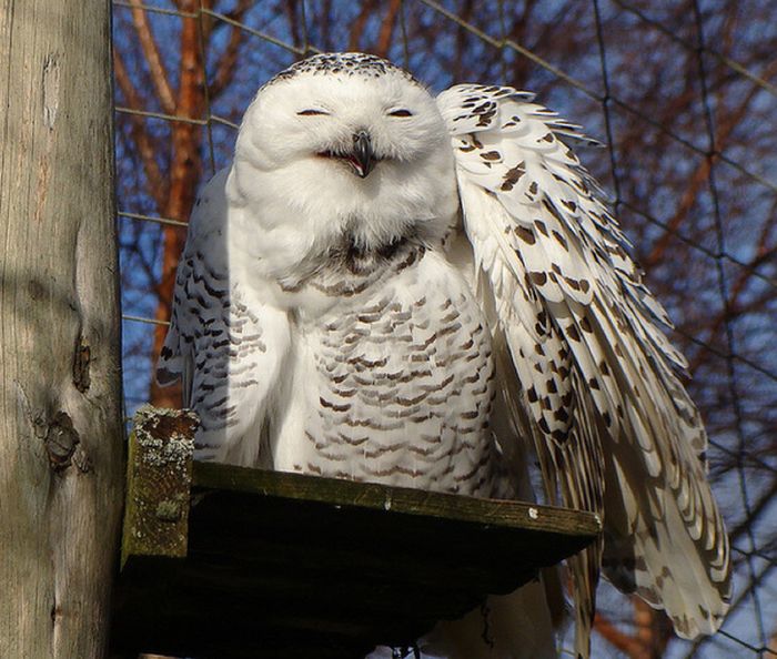 Laughing Owls (35 pics)