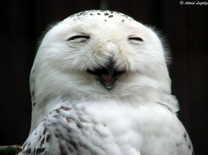 Laughing Owls (35 pics)