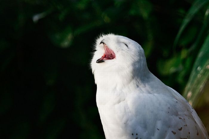 Laughing Owls (35 pics)