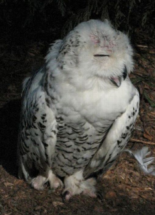 Laughing Owls (35 pics)