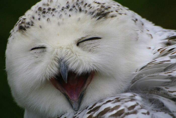 Laughing Owls (35 pics)