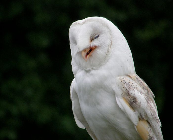 Laughing Owls (35 pics)