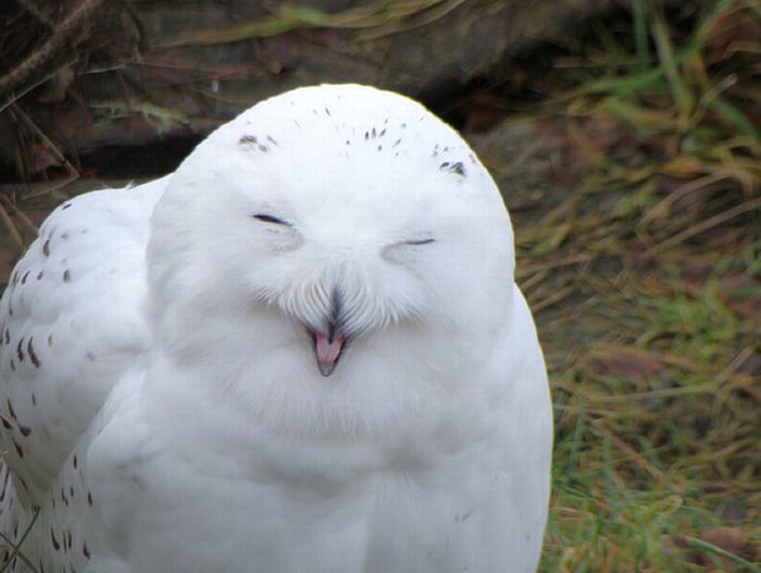 Laughing Owls (35 pics)
