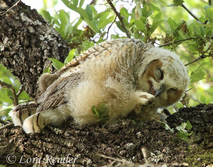 Laughing Owls (35 pics)