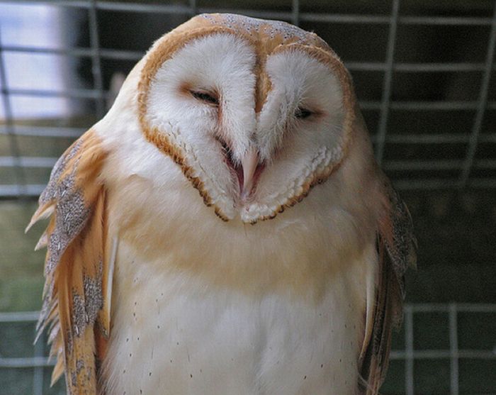 Laughing Owls (35 pics)