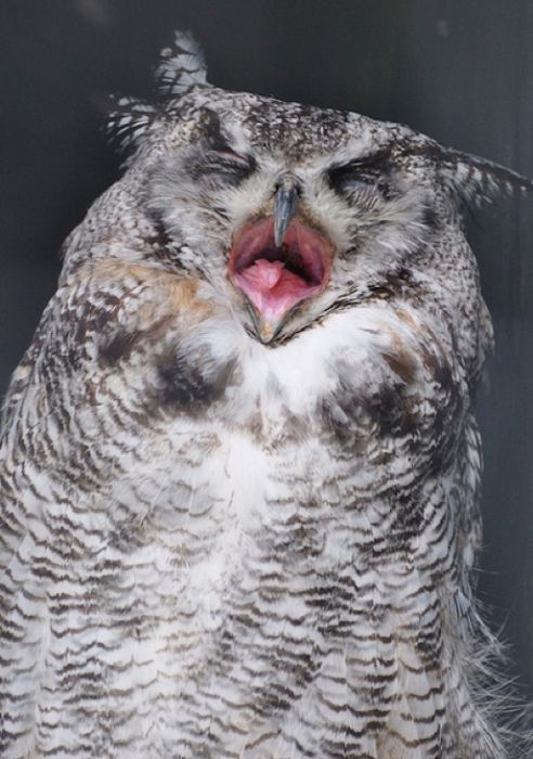 Laughing Owls (35 pics)