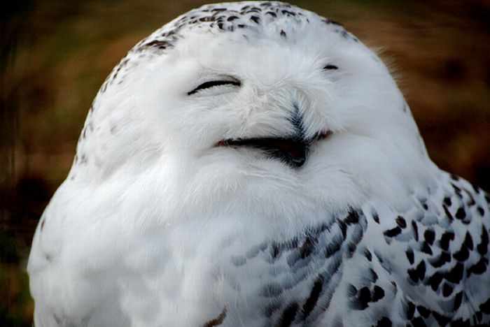 Laughing Owls (35 pics)