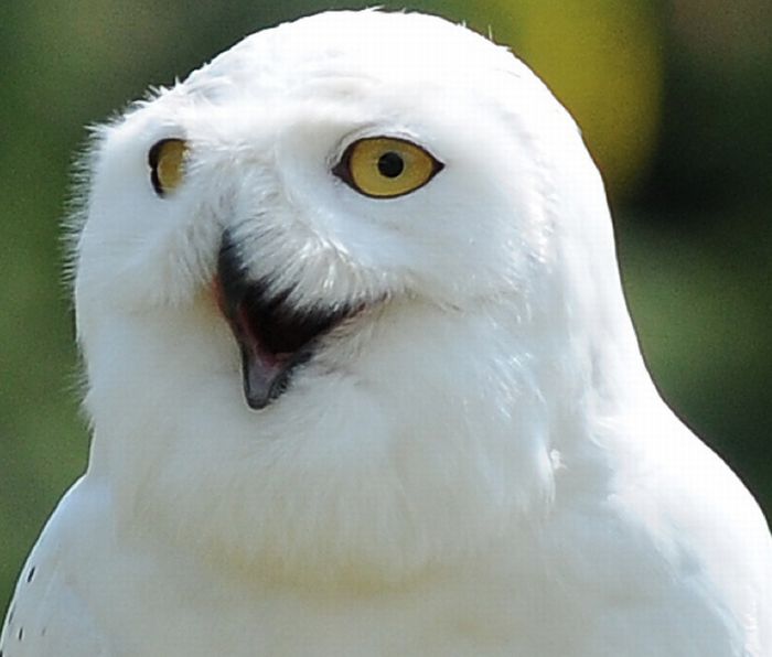 Laughing Owls (35 pics)