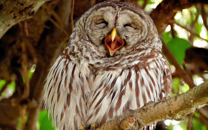 Laughing Owls (35 pics)