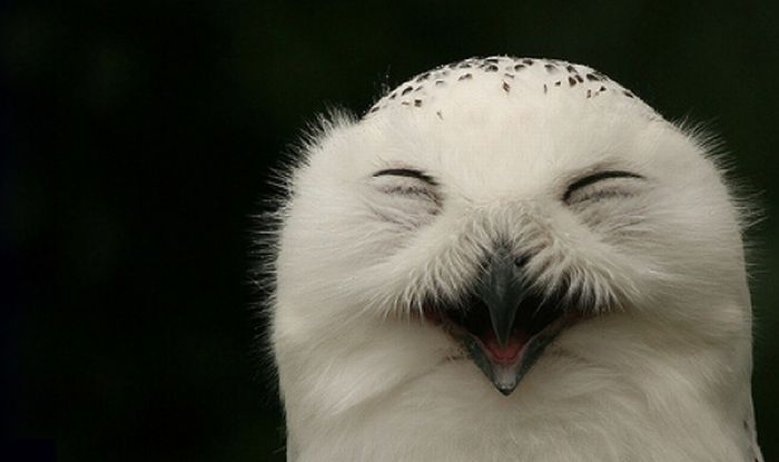 Laughing Owls (35 pics)