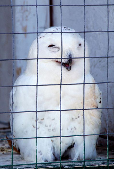 Laughing Owls (35 pics)
