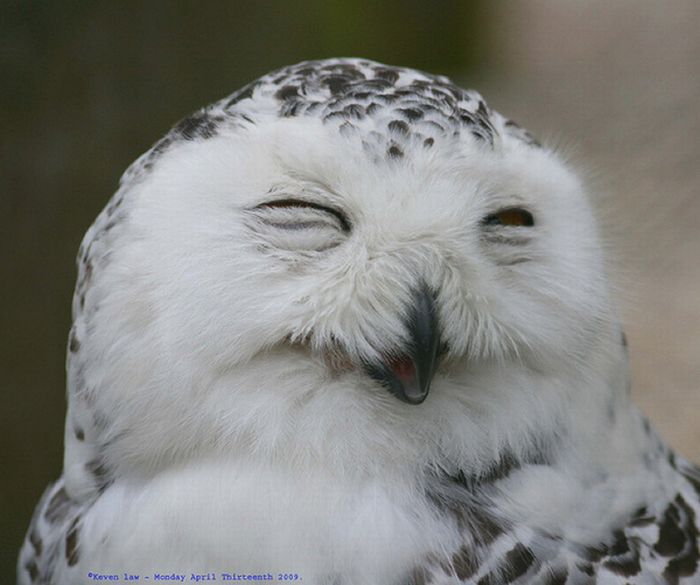 Laughing Owls (35 pics)