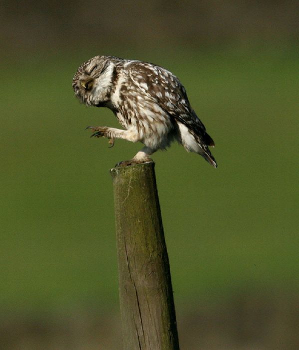 Laughing Owls (35 pics)