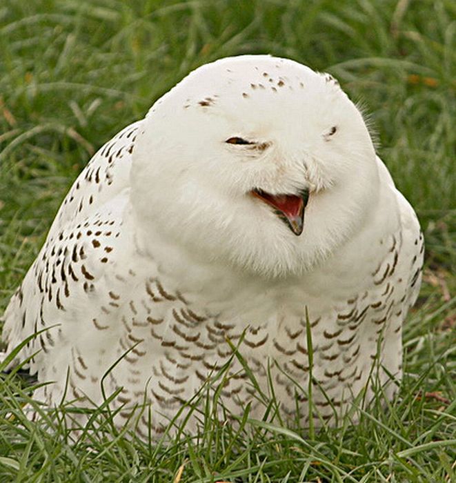 Laughing Owls (35 pics)