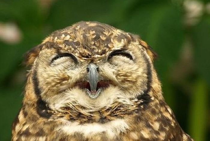 Laughing Owls (35 pics)