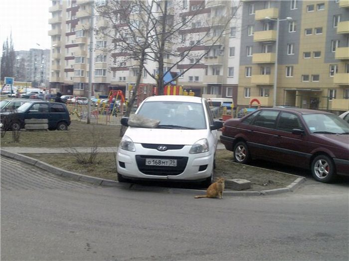 Acid Picdump (98 pics)