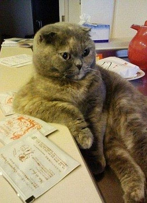 Acid Picdump (98 pics)