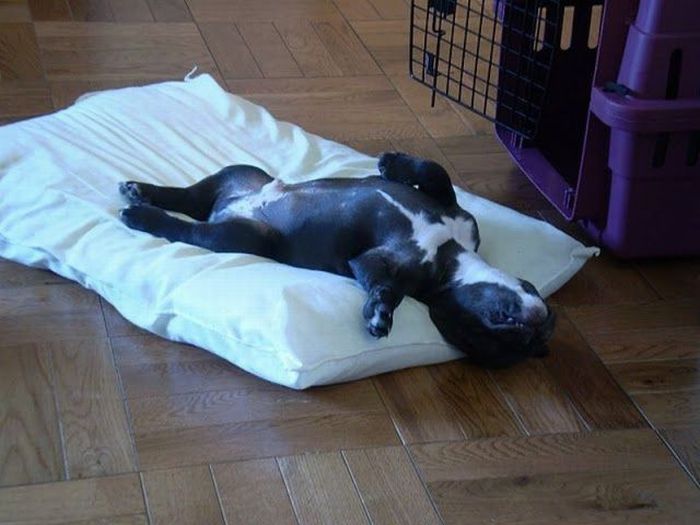 Acid Picdump (98 pics)