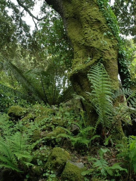 The Lost Gardens of Heligan (39 pics)