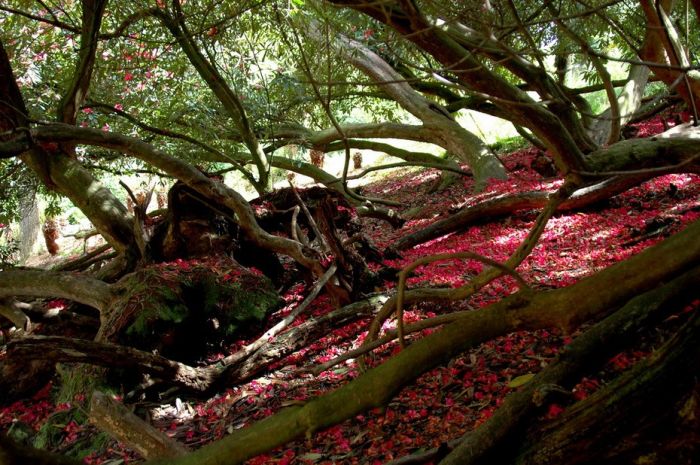 The Lost Gardens of Heligan (39 pics)