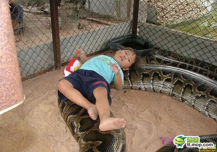 Playing with a Large Snake (8 pics)