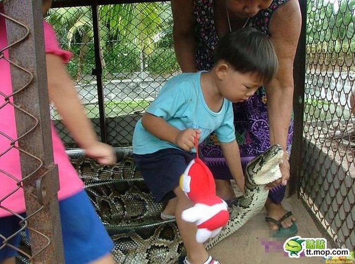 Playing with a Large Snake (8 pics)