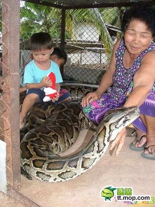 Playing with a Large Snake (8 pics)