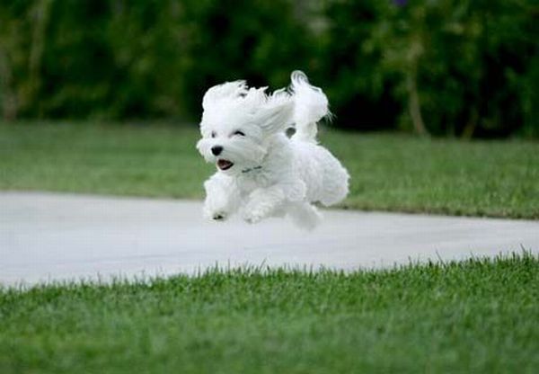 Running Dogs (36 pics)