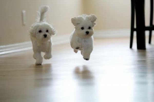 Running Dogs (36 pics)